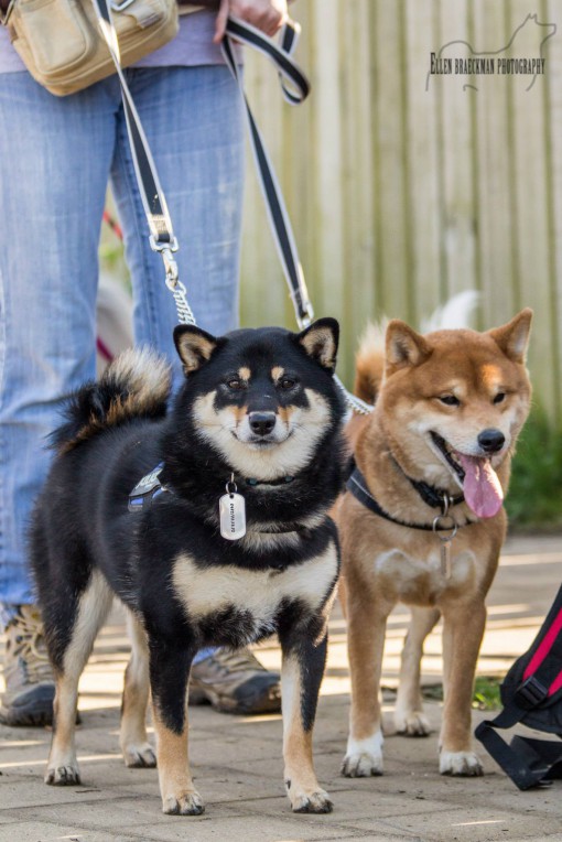 1655737_408756272601601_1647272150_o