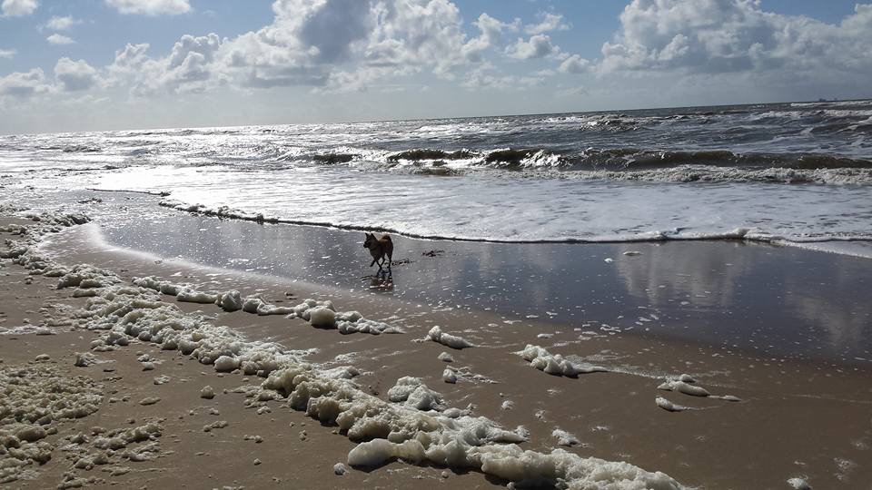 Zoutvergiftiging hond