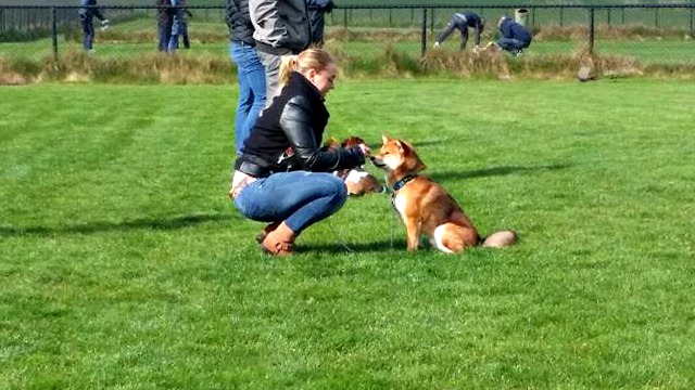 Shiba Clickertraining