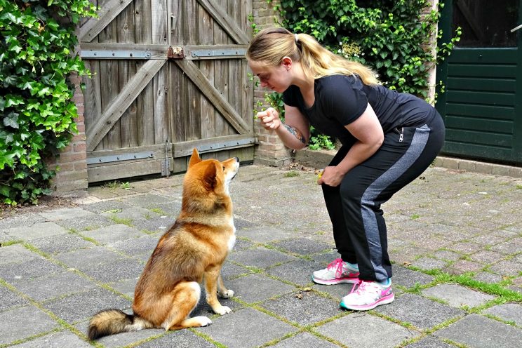 Hond commando