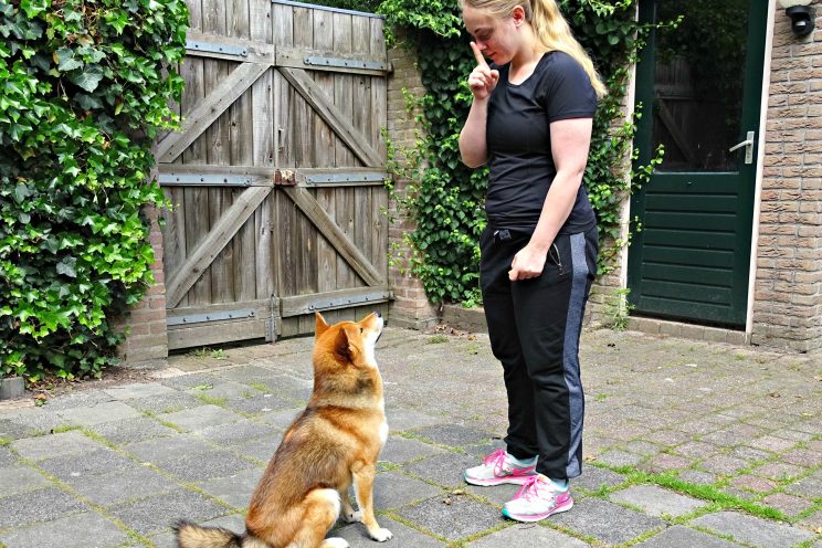 Hond commando