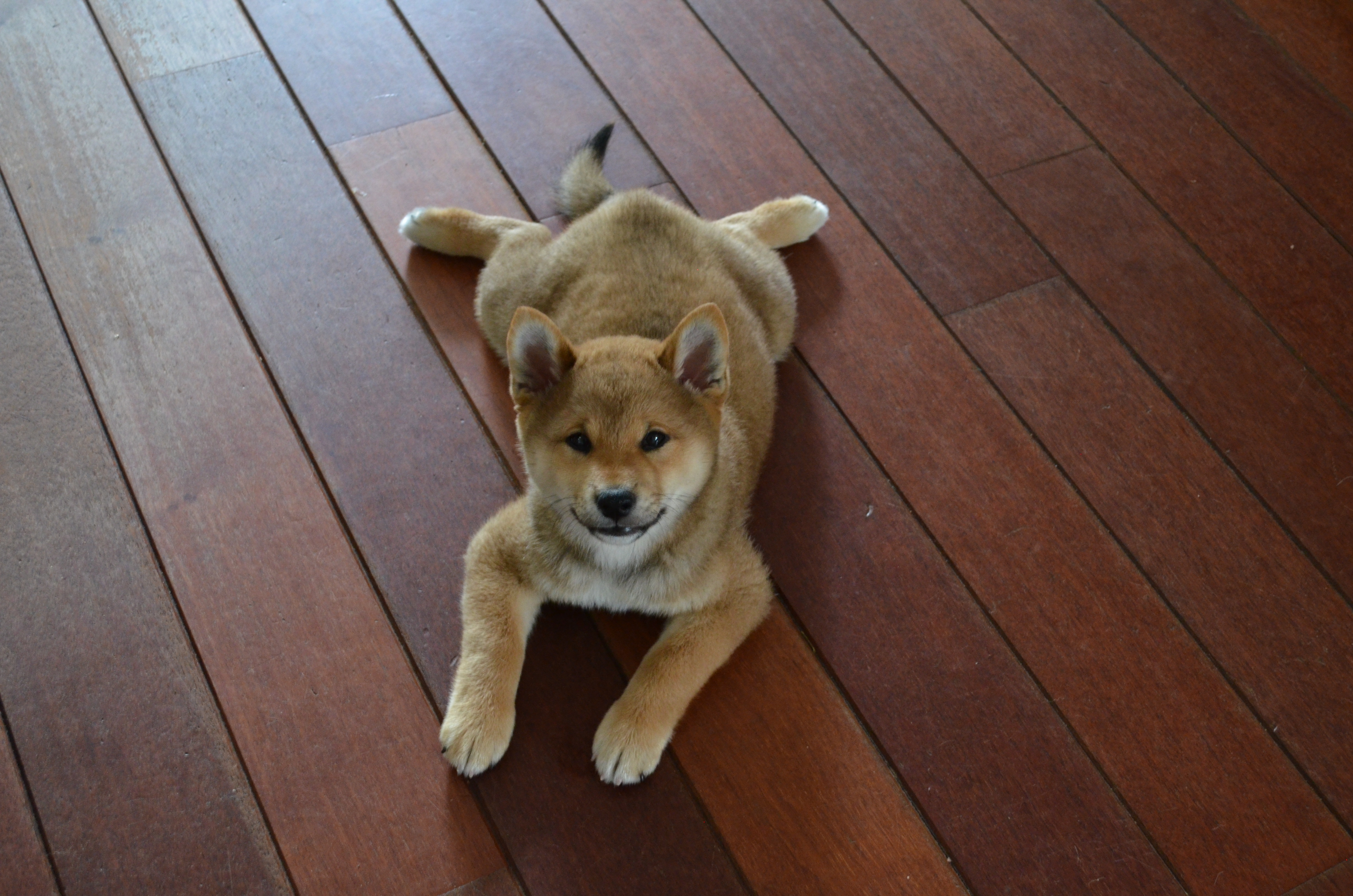 Shiba Clickertraining